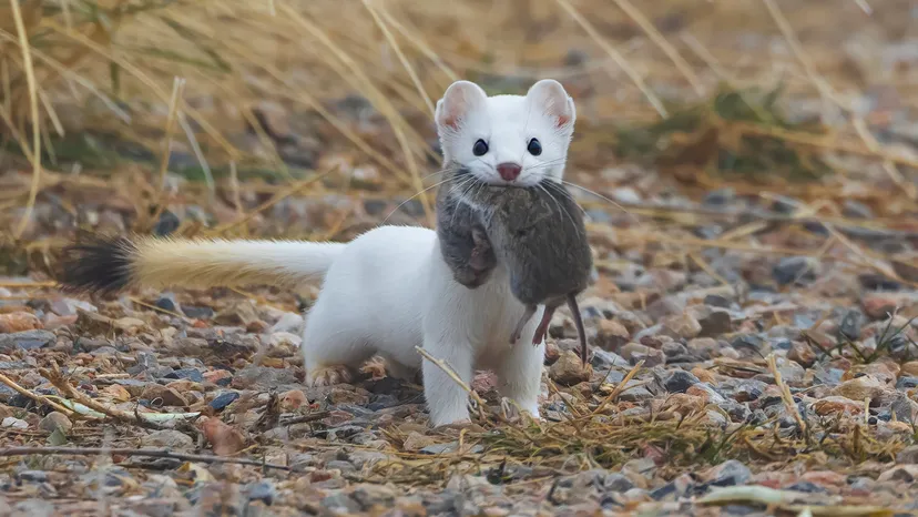 a stoat that has caught a small rodent